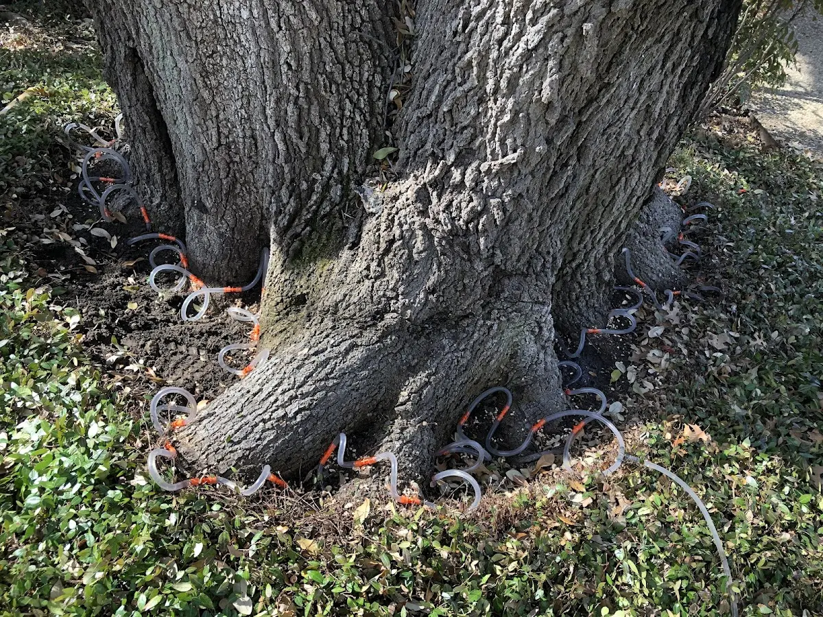 Detailed Tree Cabling and Bracing job site in Redfield